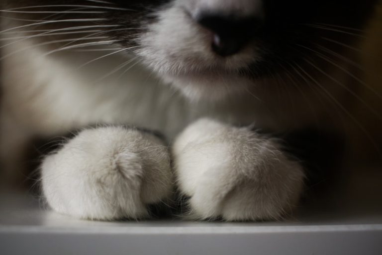 Photo "Cats out"